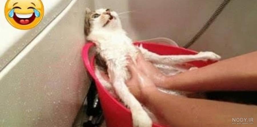 عکس خنده دار گربه و سگ