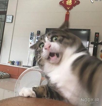 عکس خنده دار گربه و سگ