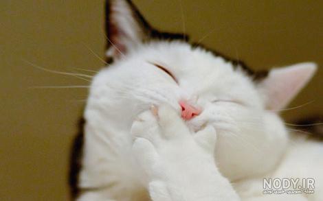 عکس خفن عکس خنده دار حیوانات گربه