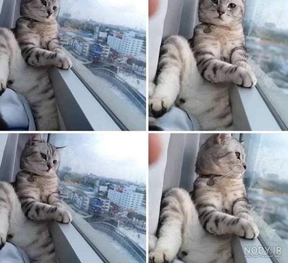 عکس خنده دار گربه و سگ