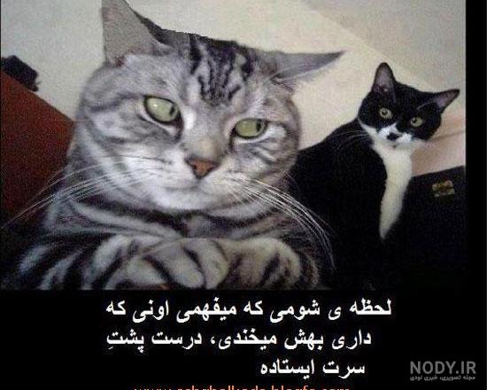 عکس خفن عکس خنده دار حیوانات گربه