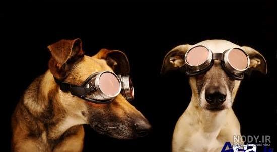 عکس خنده دار گربه و سگ