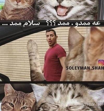 عکس خفن عکس خنده دار حیوانات گربه