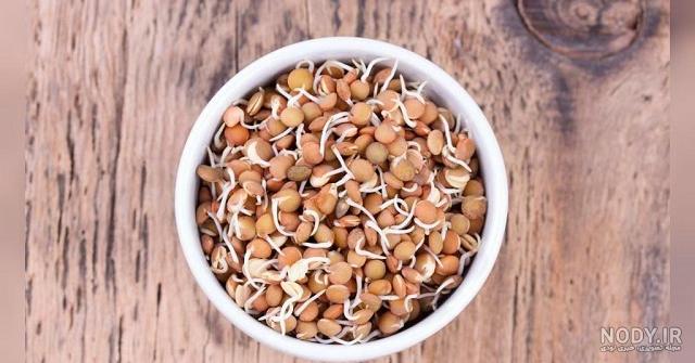 آموزش سبز کردن عدس برای سبزه هفت سین نوروز • مجله تصویر زندگی