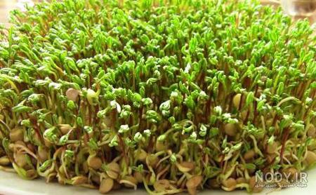 آموزش سبز کردن عدس (سبزه عدس برای عید)
