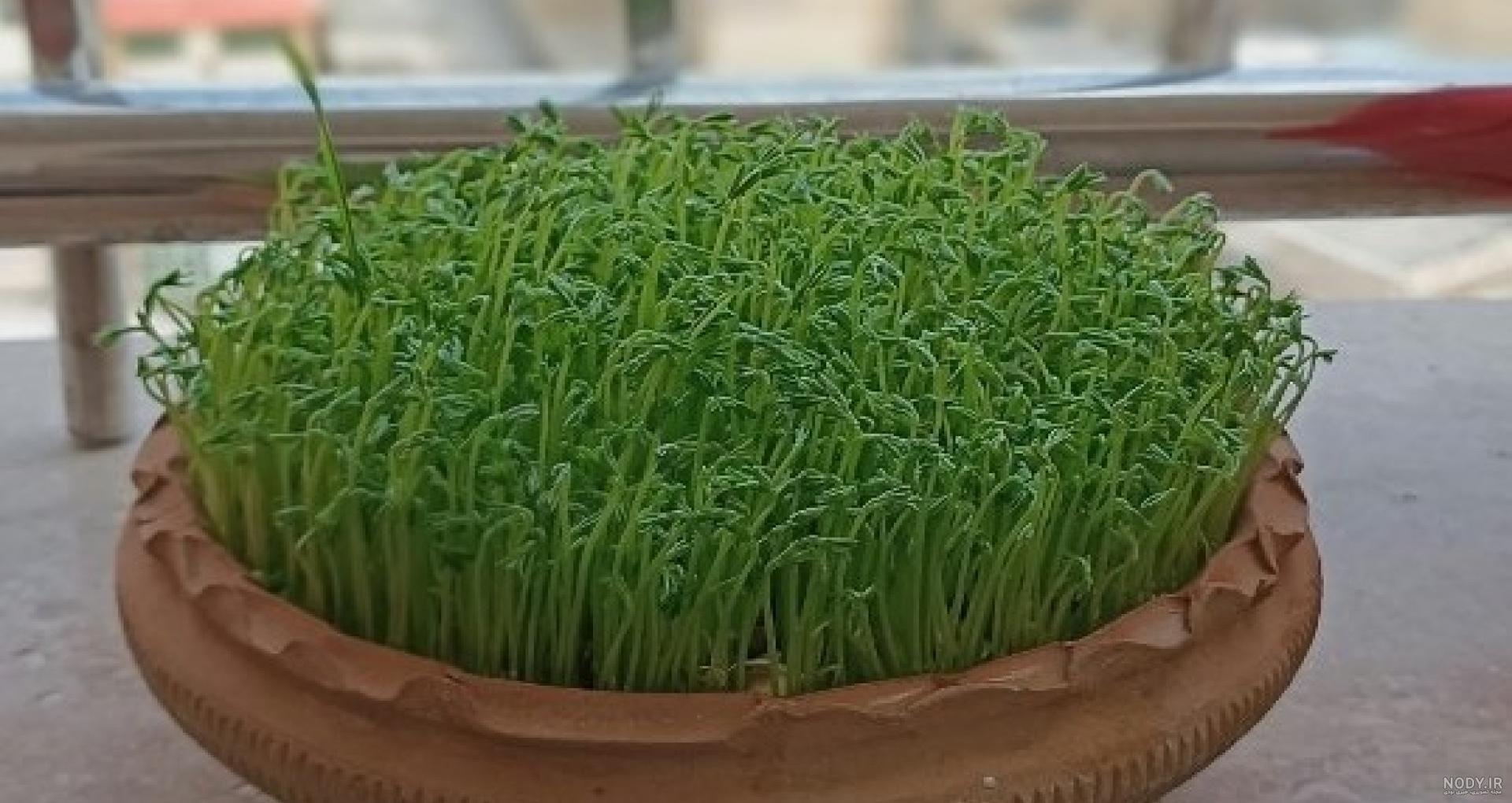 آموزش کاشت سبزه عدس