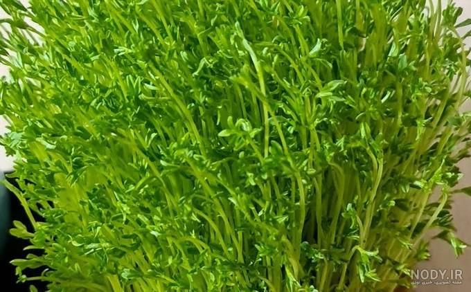 آموزش کاشت سبزه عید با 10 بذر متفاوت + ایده تزیین - مجله اکالا