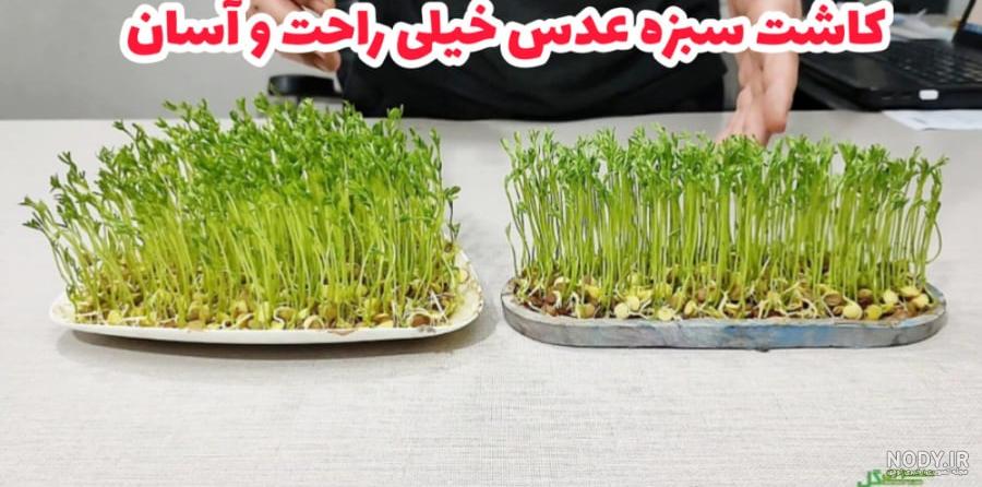 آموزش کامل درست کردن سبزه عید با عدس
