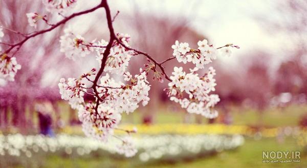 تصاویر زیبا | 100 عکس برای پروفایل واتساپ