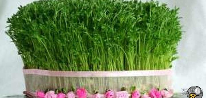 سبزه عدس | سرآشپز پاپیون