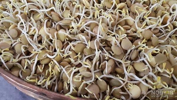 طرز تهیه سبزه عید با عدس نکاتی که حتما باید رعایت کنید