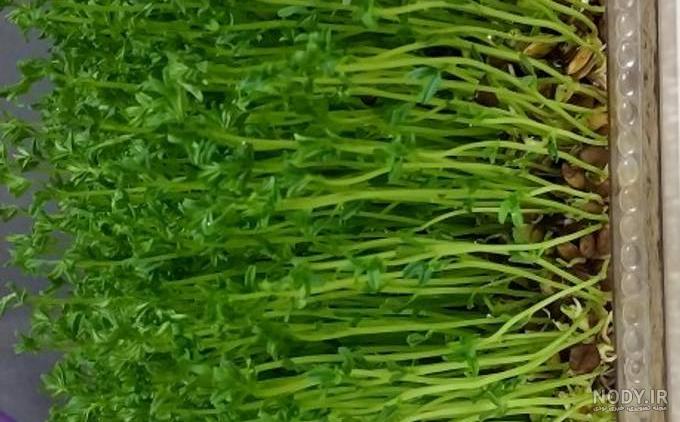 طرز درست کردن سبزه عدس برای عید