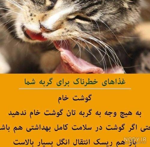 عکس خنده دار گربه