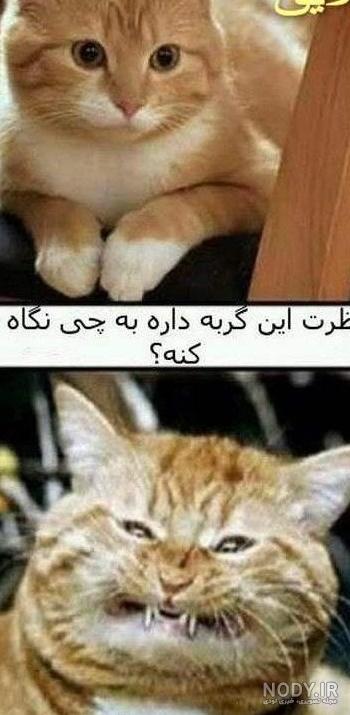 عکس خنده دار گربه