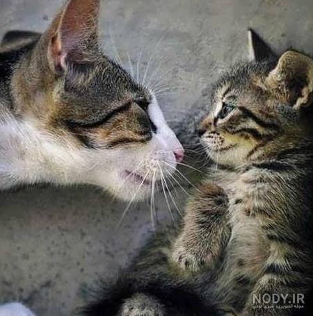 عکس خنده دار گربه با متن