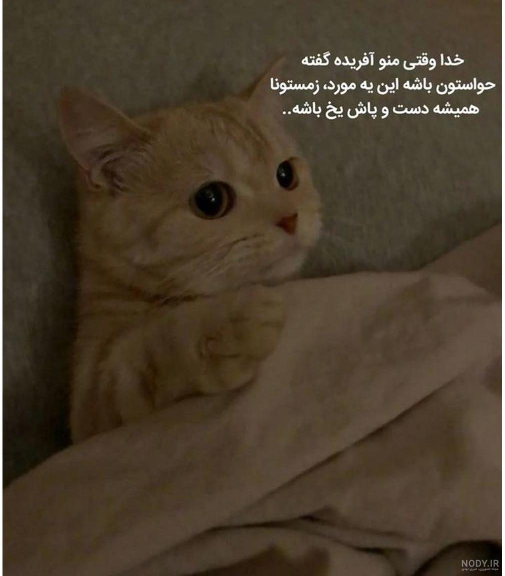 عکس خنده دار گربه با متن ❤️ [ بهترین تصاویر ]