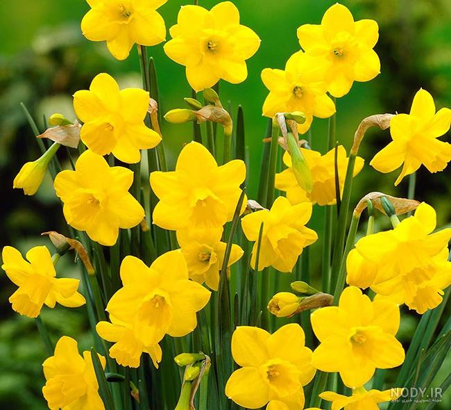 عکس دسته گل نرگس | تصاویر زیبا گل نرگس مناسب برای پروفایل