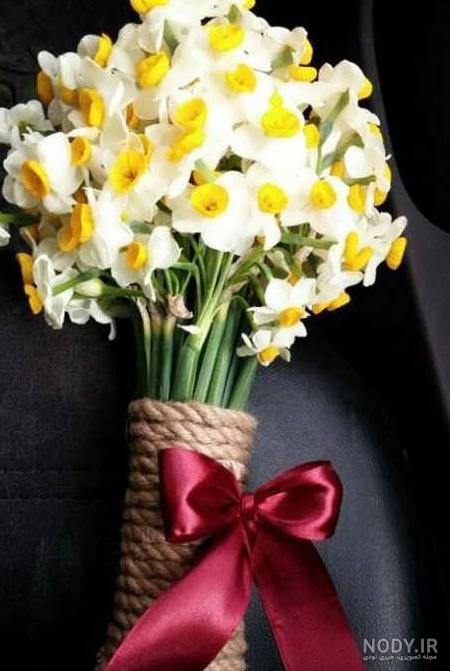 عکس زیبا گل نرگس برای پروفایل