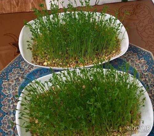 عکس سبزه عدس برای عید