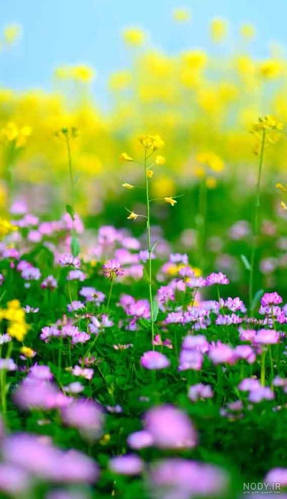 عکس طبیعت برای پروفایل واتساپ