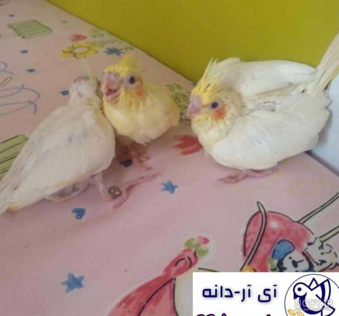 عکس ماشین پراید لوکس عکس ماشین پراید لوکس