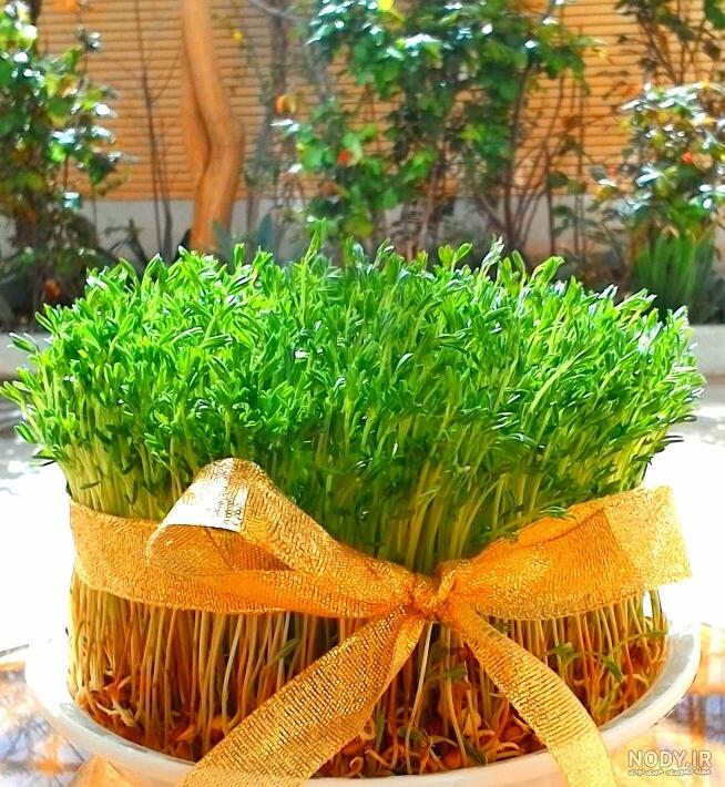 عکس مراحل رشد سبزه عدس