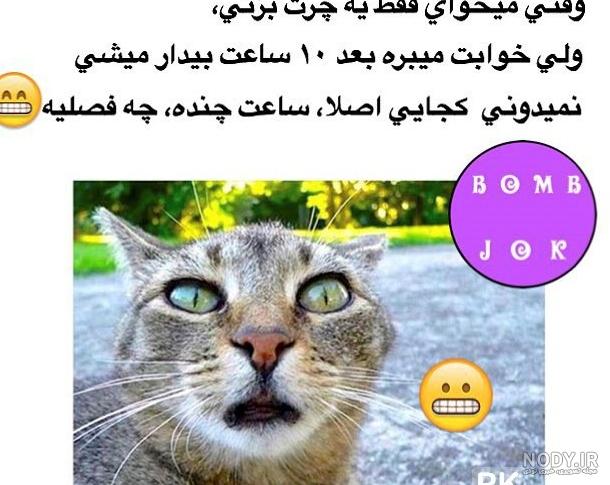 عکس نوشته های بامزه از گربه برای استوری