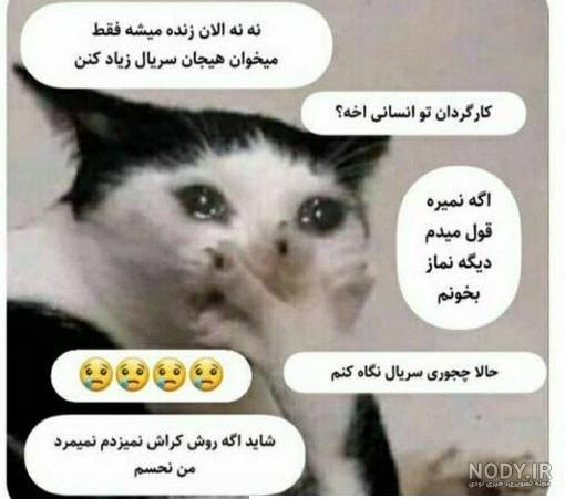 عکس نوشته های خنده دار گربه