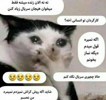 عکس گربه با نوشته خنده دار