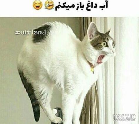 عکس گربه خنده دار با متن