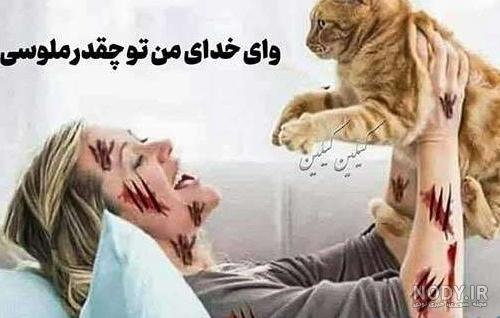 عکس گربه خنده دار با متن