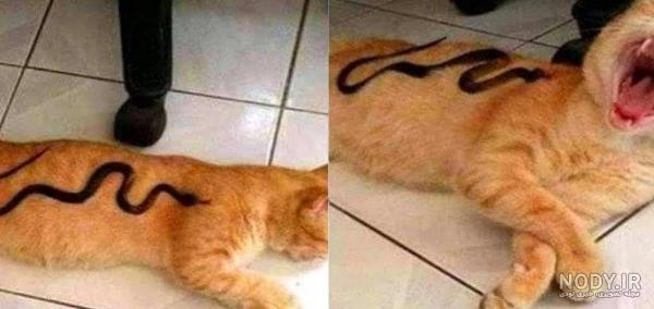 عکس گربه خنده دار با متن