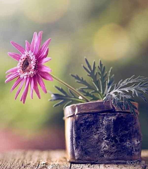 عکس گل برای پروفایل واتساپ