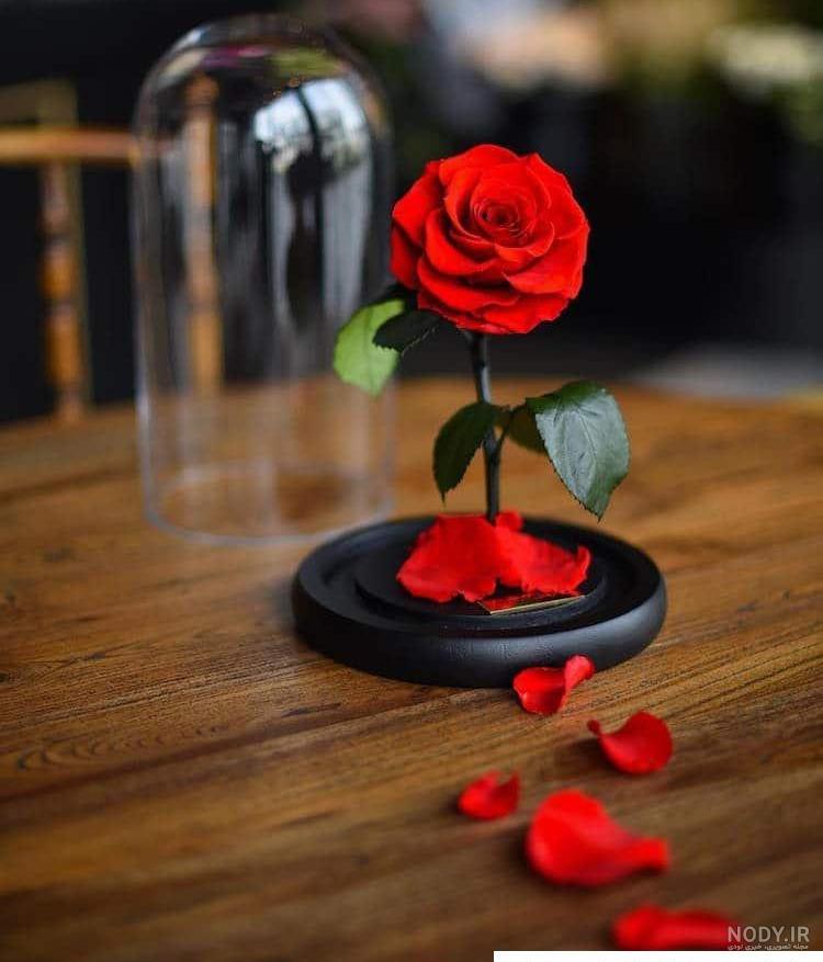 عکس گل برای پروفایل واتساپ دخترانه