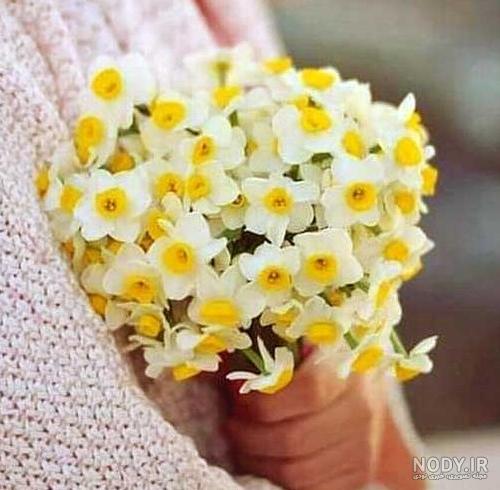 عکس گل نرگس برای پروفایل 2023 | عکس گل مریم | عکس گل برای پروفایل ...