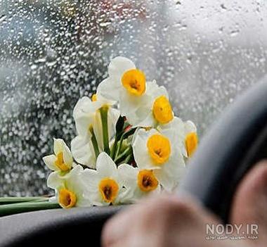 عکس گل نرگس زیبا برای پروفایل