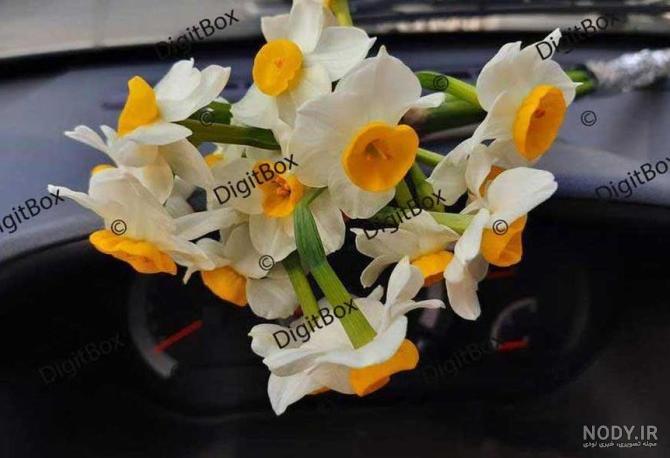 عکس گل نرگس زیبا برای پروفایل دخترونه