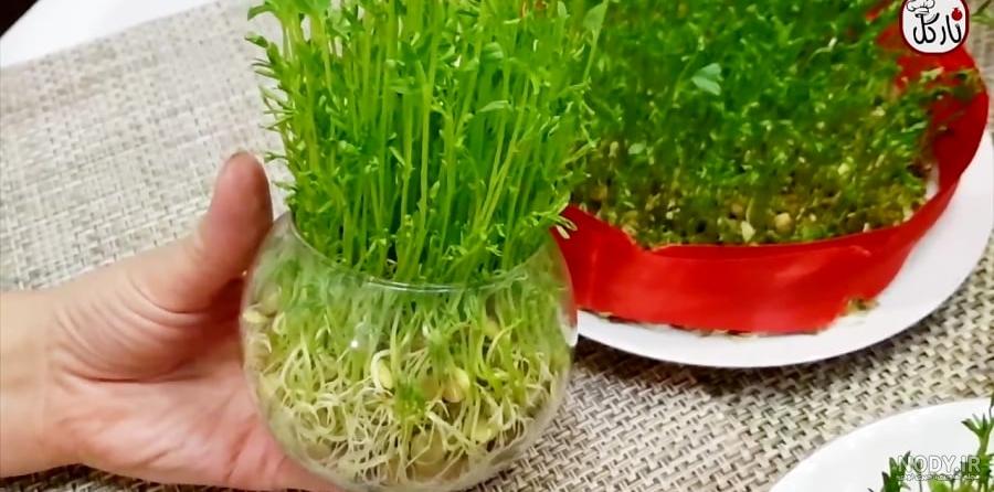 نحوه کاشت سبزه عدس برای سفره هفت سین