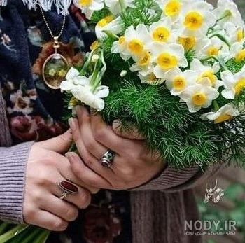 والپیپر و عکس های زیبا از گل نرگس شیراز و شهلا با کیفیت بالا