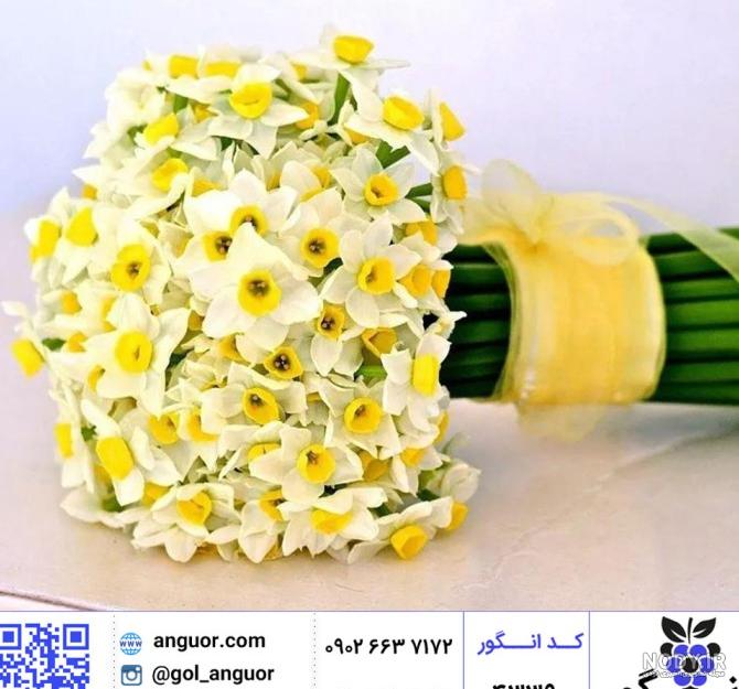 والپیپر و عکس های زیبا از گل نرگس شیراز و شهلا با کیفیت بالا
