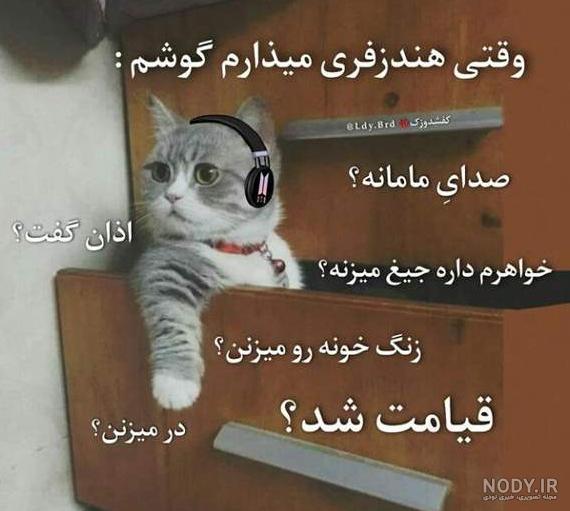 گربه های بامزه و خنده دار