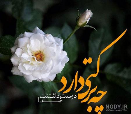 ۲۳ عکس گل برای پروفایل واتساپ، اینستا و تلگرام - ستاره