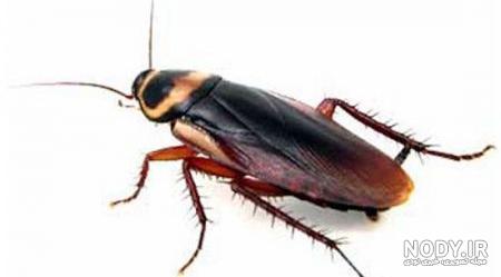 Cockroaches