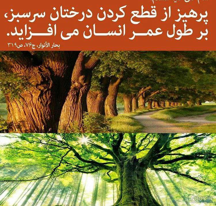 تنها میان درختان پاییزی