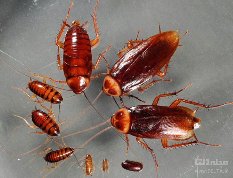 سوسک ها را چگونه از بین ببریم؟ | سوسک - Cockroach | میهن سم