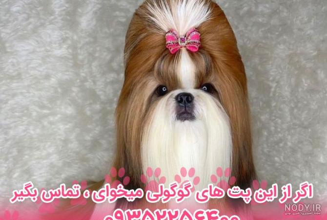 عکس توله سگ شیتزو کراس عکس توله سگ شیتزو کراس