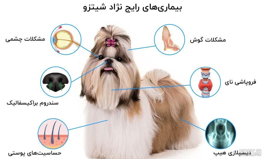 عکس سگ های شیتزو کراس عکس سگ های شیتزو کراس