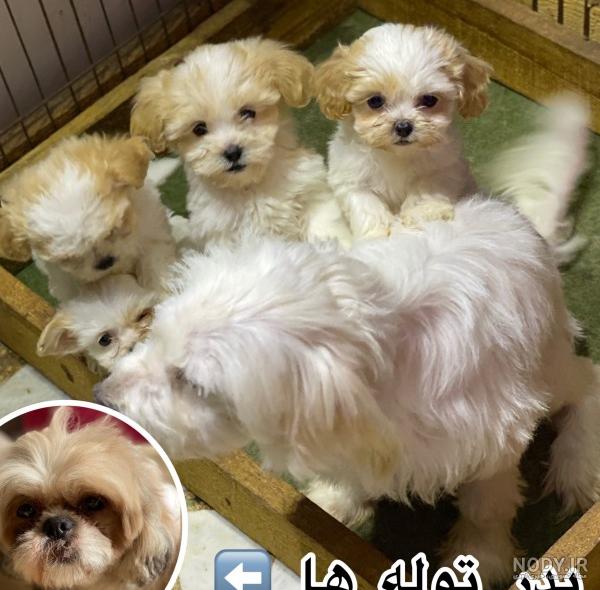 عکس سگ شیتزو کراس بالغ عکس سگ شیتزو کراس بالغ