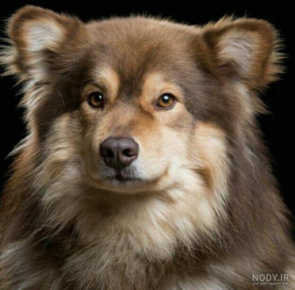 عکس ژست حیوانات