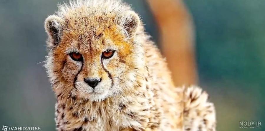 عکس یوز پلنگ برای پس زمینه - عکس نودی عکس یوز پلنگ برای پس زمینه - عکس نودی